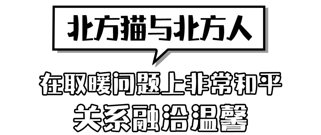 南北方喵星人取暖方式大PK！最后赢的竟然是……