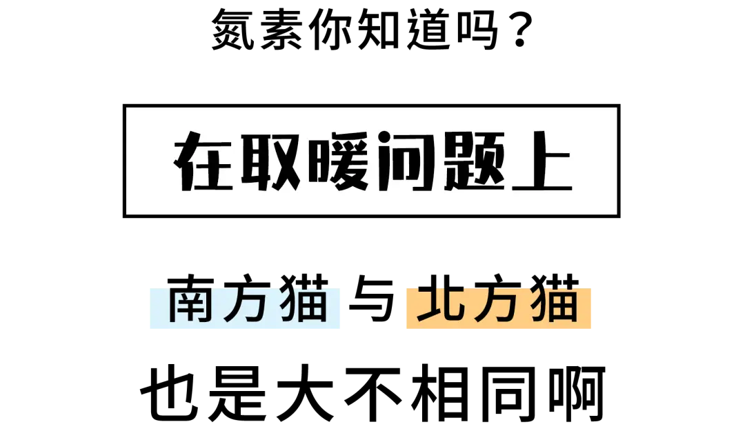 南北方喵星人取暖方式大PK！最后赢的竟然是……