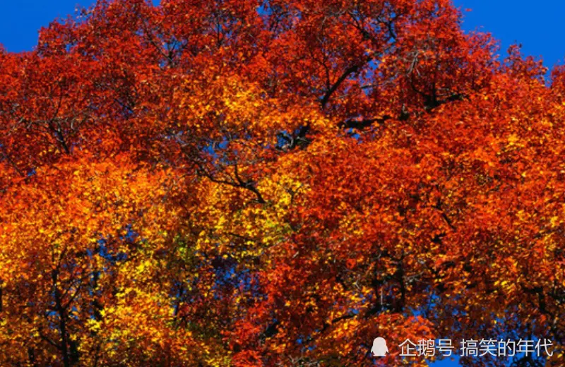 12月中旬开始，天降大财，好运入宅，有望富贵的生肖