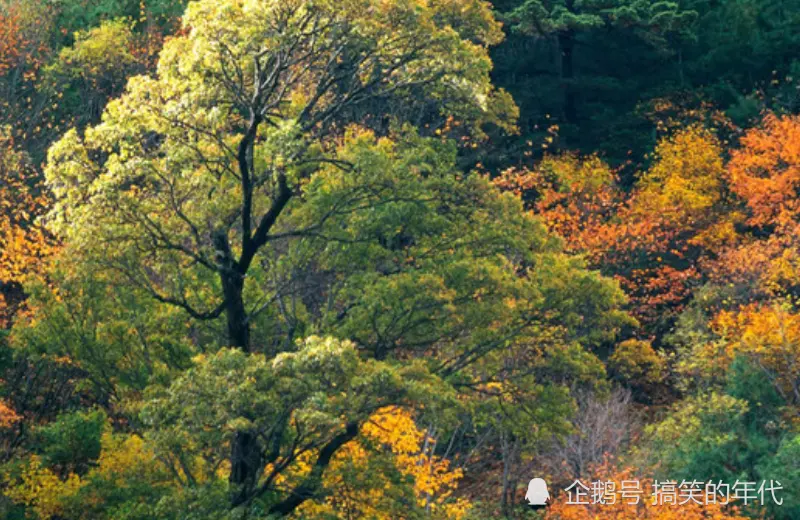 12月中旬开始，天降大财，好运入宅，有望富贵的生肖