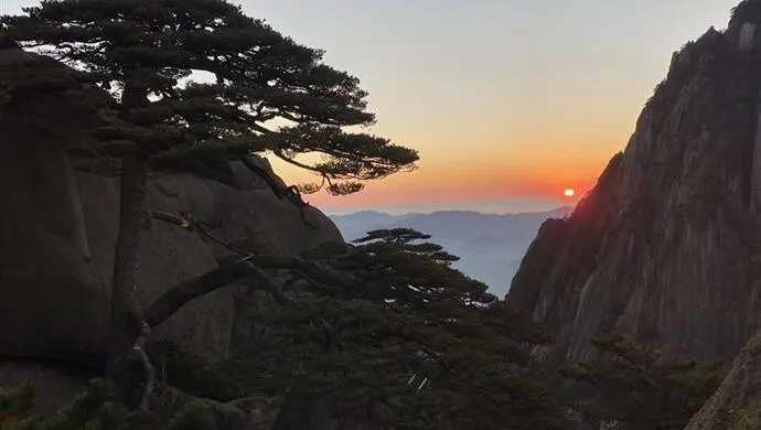 这是世界唯一由专人守护的松树，却经常被人说是塑料的，黄山守松人愤怒了