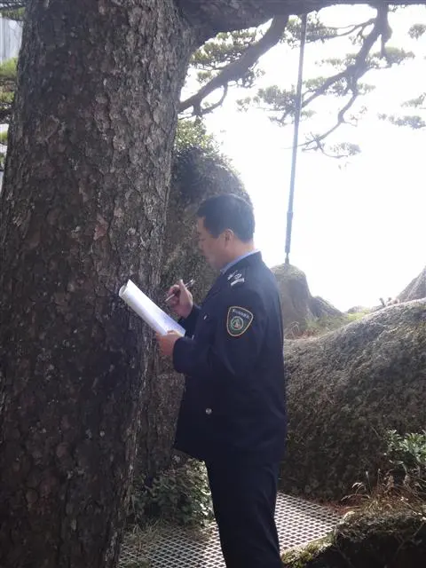 这是世界唯一由专人守护的松树，却经常被人说是塑料的，黄山守松人愤怒了