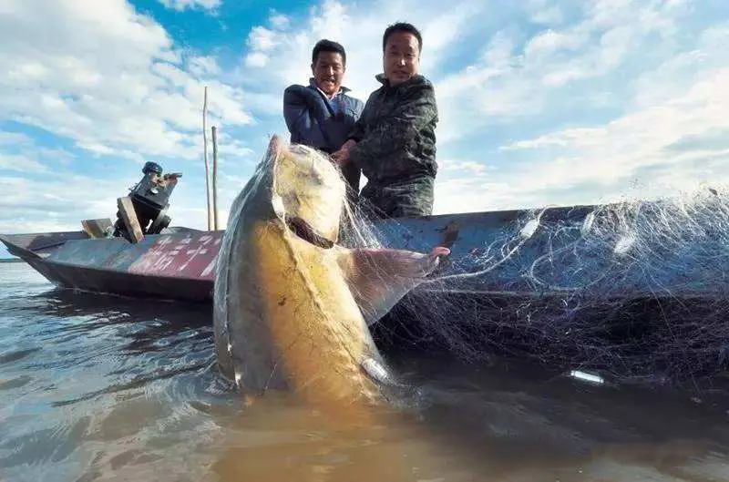 黄河每天将大量淡水鱼冲入大海，它们怎样生活？最终会去向哪里？