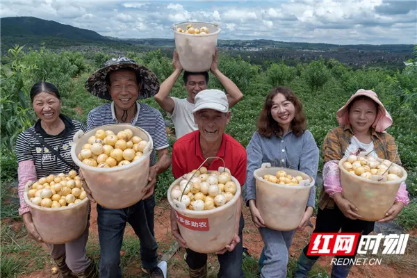 拼多多推农产品“原产地直发” “百亿补贴”打造全网最低价水果和农货