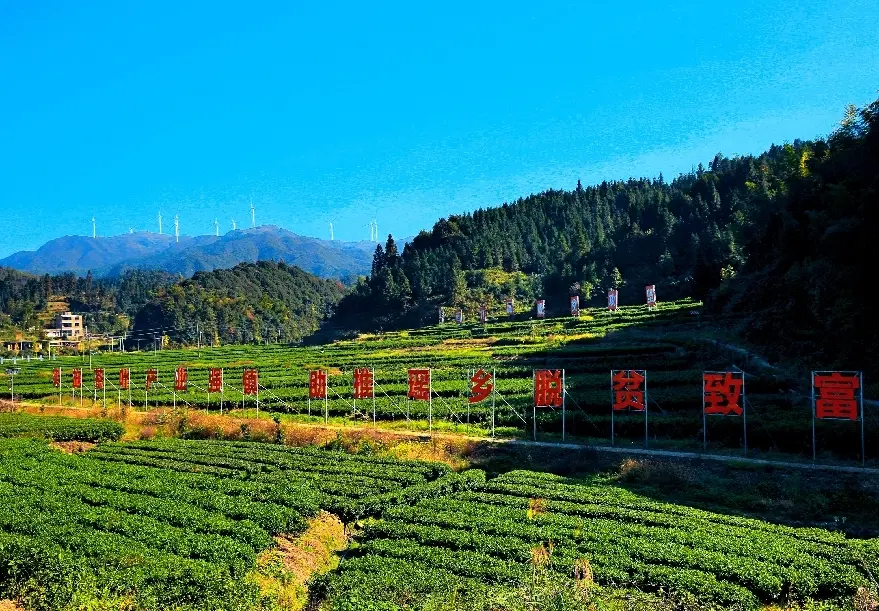 组照《高山茶叶助力脱贫》