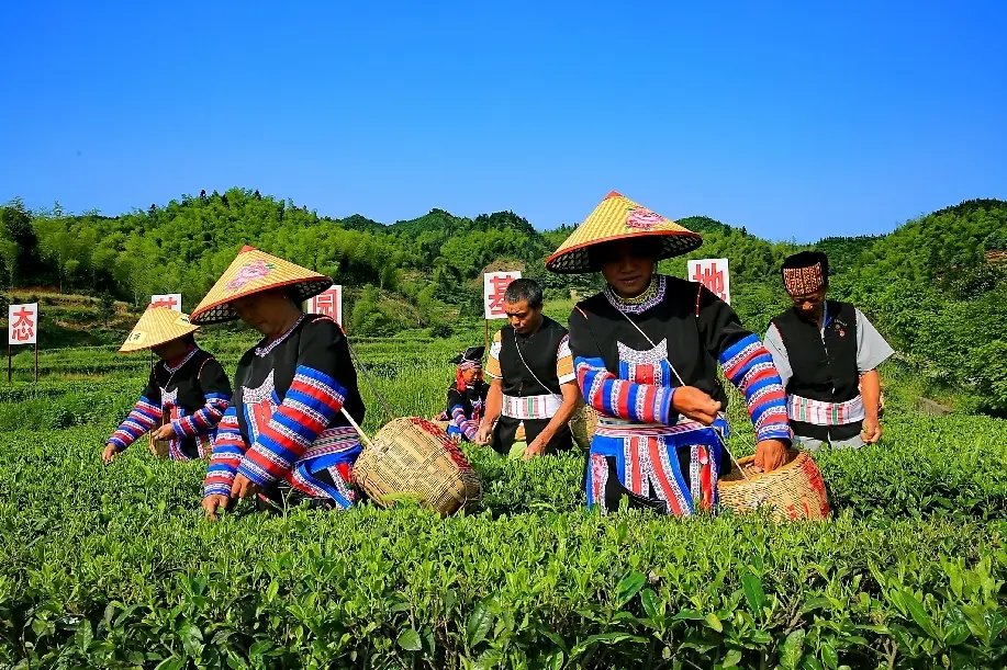 组照《高山茶叶助力脱贫》