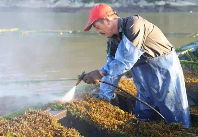 在日本受追捧的“长寿菜”，钙含量远超牛奶，我国产量大却没人吃