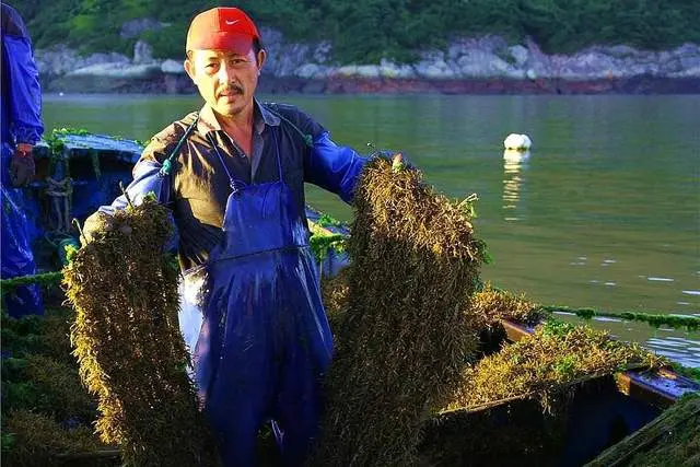 在日本受追捧的“长寿菜”，钙含量远超牛奶，我国产量大却没人吃