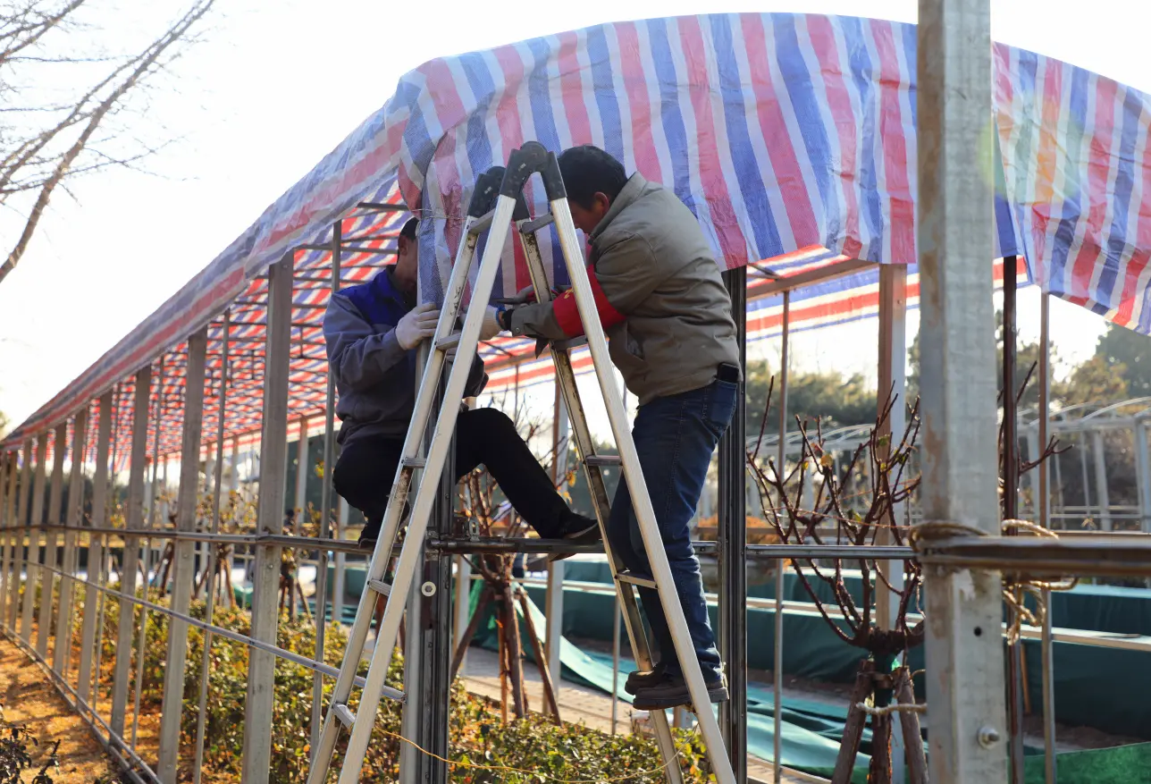 北京植物园10万株植物“穿冬衣”