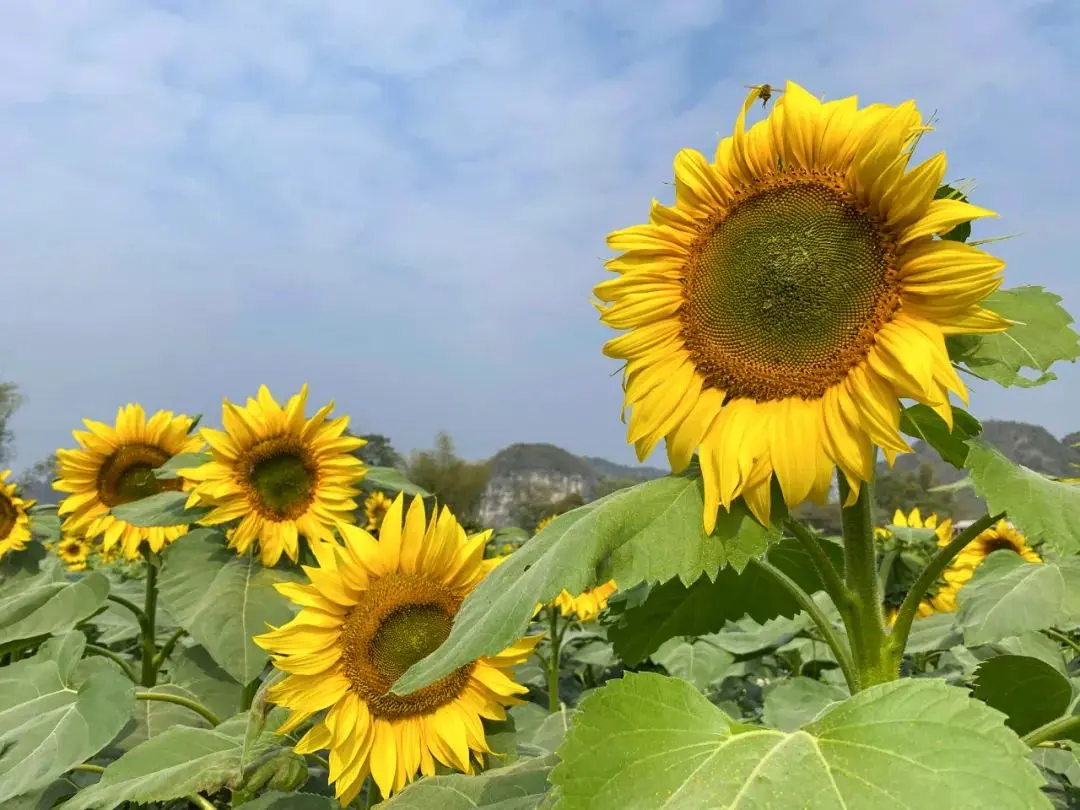 冬日里阳光的味道