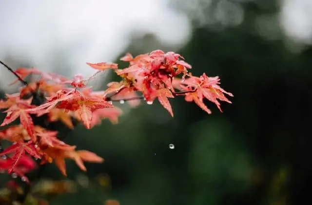 原创诗词精选｜相逢何必真名姓，家在人潮人海中