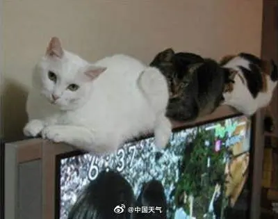 小猫咪是怎么过冬的