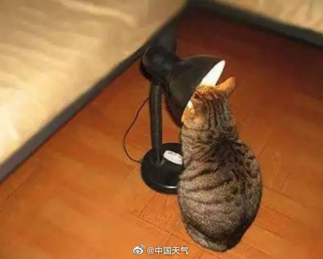 小猫咪是怎么过冬的