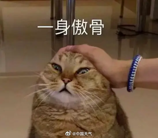 小猫咪是怎么过冬的