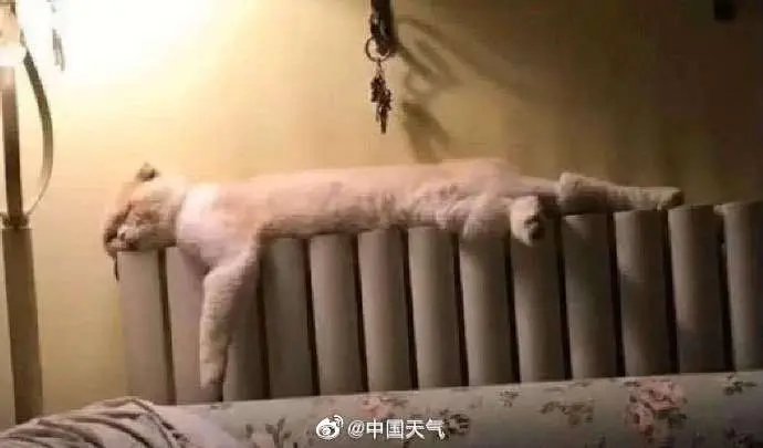 小猫咪是怎么过冬的