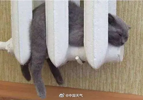 小猫咪是怎么过冬的