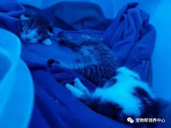 流浪猫妈竟接二连三送来七只奶猫，网友感叹：我这是托儿所吗……