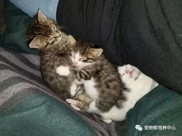 流浪猫妈竟接二连三送来七只奶猫，网友感叹：我这是托儿所吗……