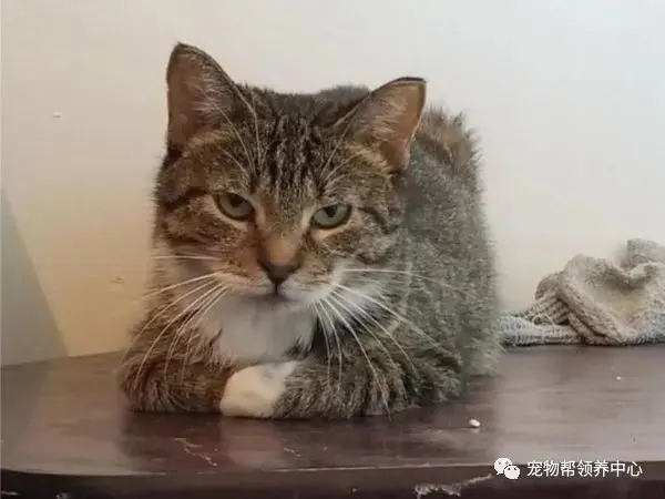 流浪猫妈竟接二连三送来七只奶猫，网友感叹：我这是托儿所吗……