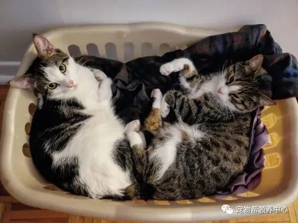 流浪猫妈竟接二连三送来七只奶猫，网友感叹：我这是托儿所吗……