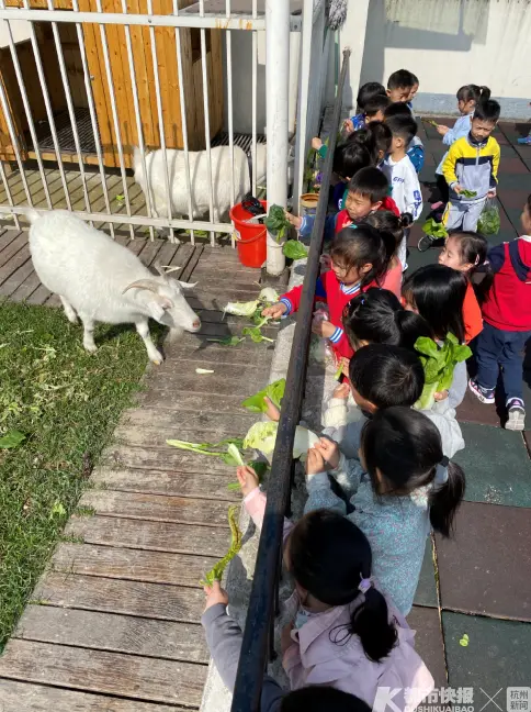 西湖区这所幼儿园的羊第二次怀孕，为了“引羊入室”小朋友们忙坏了！