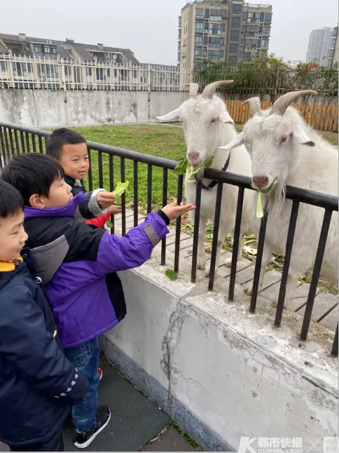 西湖区这所幼儿园的羊第二次怀孕，为了“引羊入室”小朋友们忙坏了！