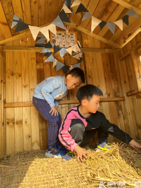 西湖区这所幼儿园的羊第二次怀孕，为了“引羊入室”小朋友们忙坏了！