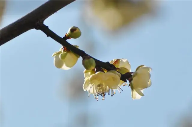 赏读王国维《人月圆》梅花：天公应自嫌寥落，随意著幽花