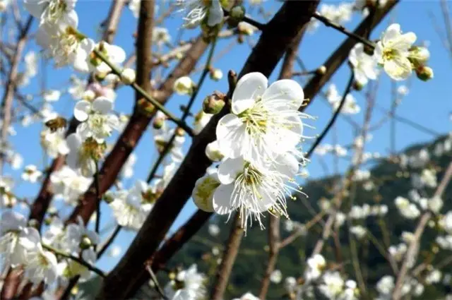 赏读王国维《人月圆》梅花：天公应自嫌寥落，随意著幽花