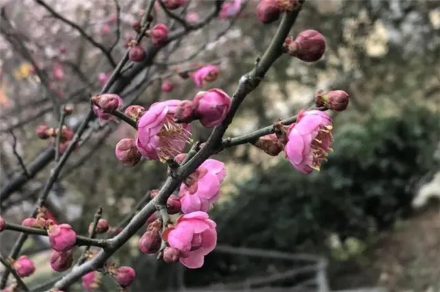 赏读王国维《人月圆》梅花：天公应自嫌寥落，随意著幽花