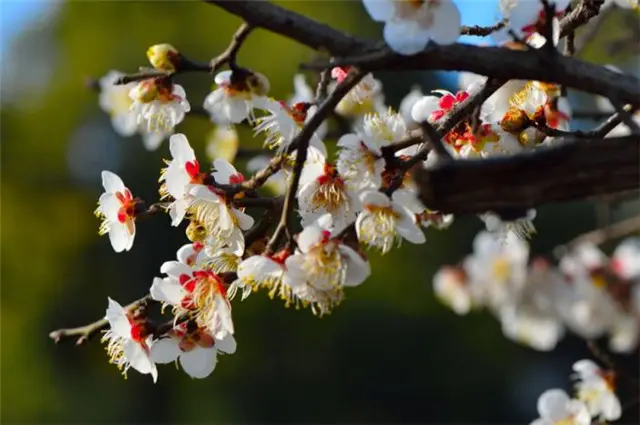 赏读王国维《人月圆》梅花：天公应自嫌寥落，随意著幽花