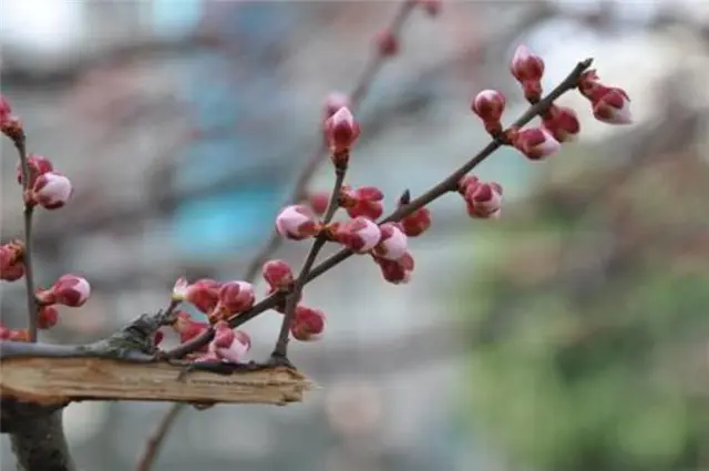 赏读王国维《人月圆》梅花：天公应自嫌寥落，随意著幽花