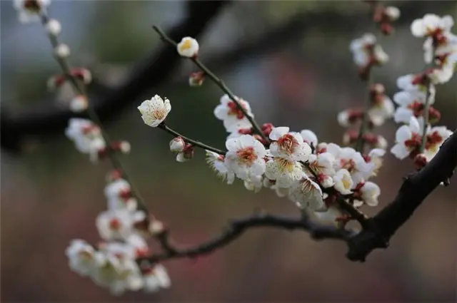 张问陶梅花丽句：雪花吹影一重重，便买胭脂画不浓