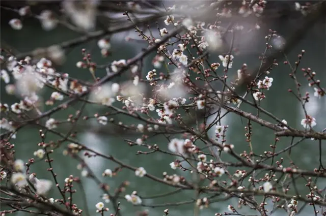 张问陶梅花丽句：雪花吹影一重重，便买胭脂画不浓