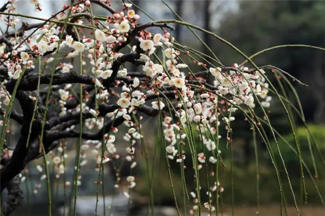 张问陶梅花丽句：雪花吹影一重重，便买胭脂画不浓