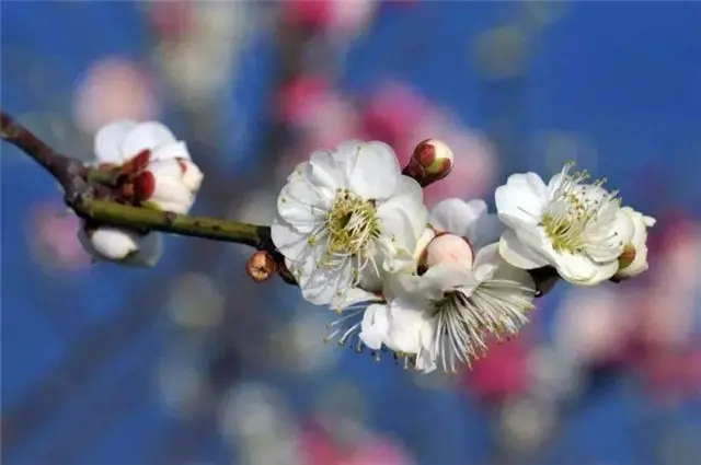 张问陶梅花丽句：雪花吹影一重重，便买胭脂画不浓