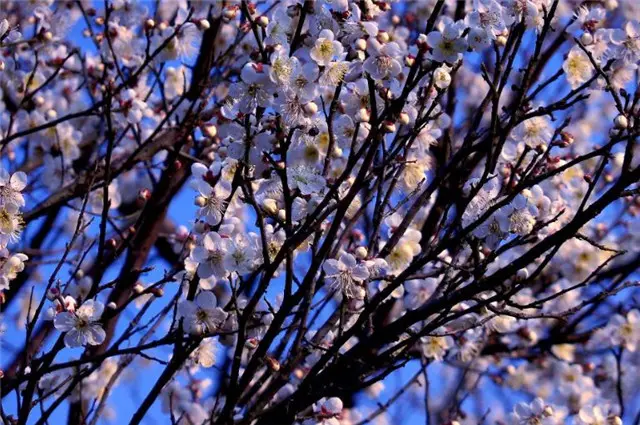 张问陶梅花丽句：雪花吹影一重重，便买胭脂画不浓