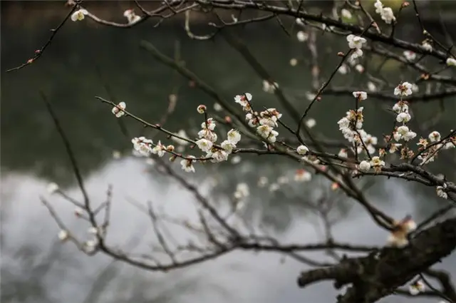 张问陶梅花丽句：雪花吹影一重重，便买胭脂画不浓