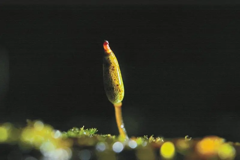 新知丨科考团队在九寨沟自然保护区发现两种珍稀濒危苔藓植物