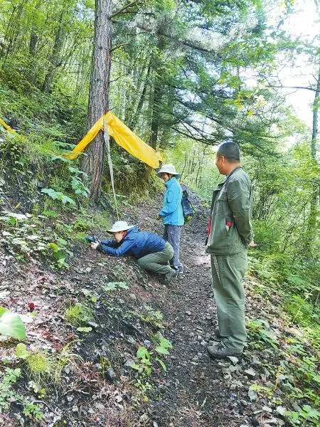 新知丨科考团队在九寨沟自然保护区发现两种珍稀濒危苔藓植物