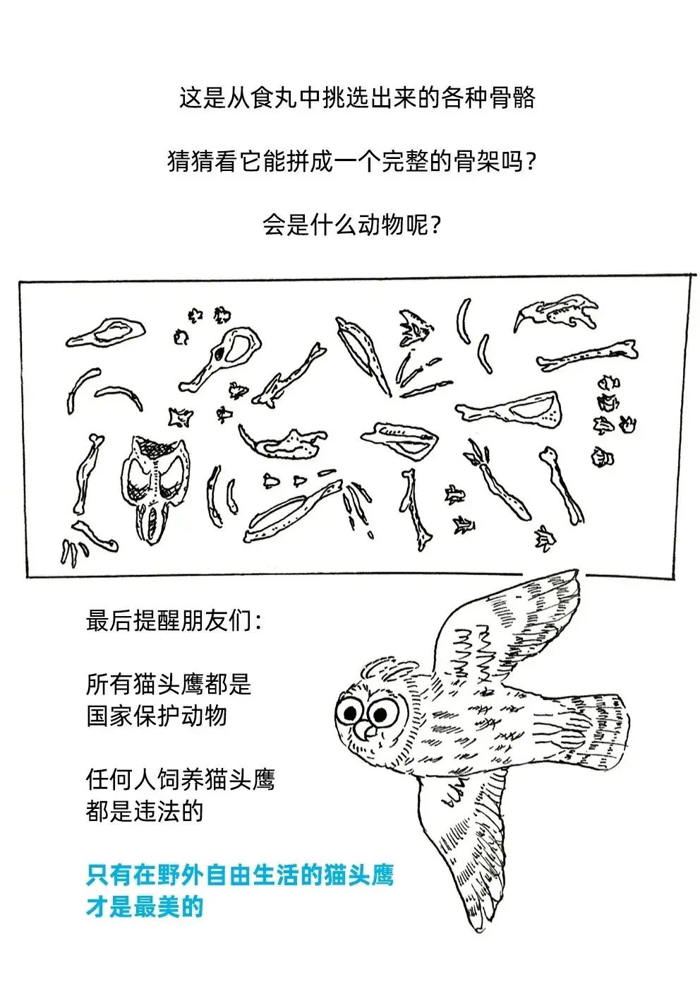 猫头鹰每扭一次头，就会有4789个人被……