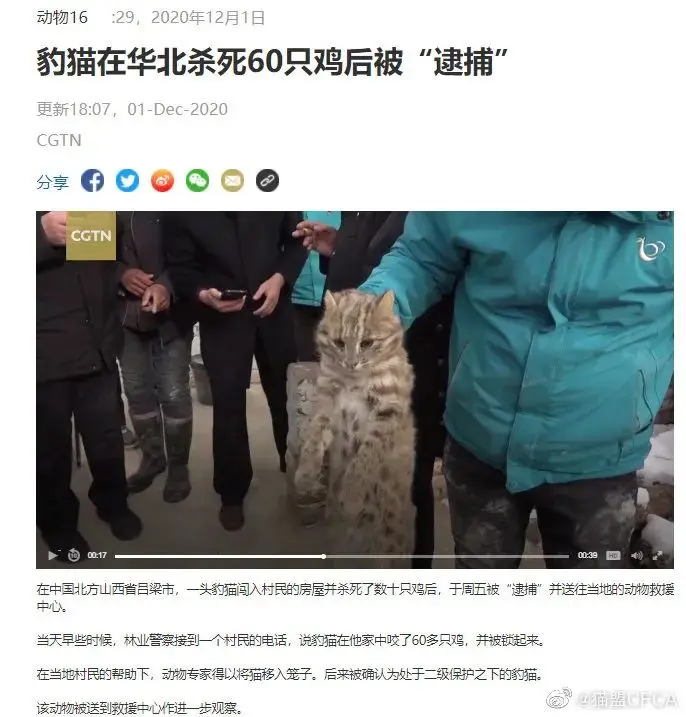 我小猫猫不就吃了你60只鸡吗？！还要给钱？！