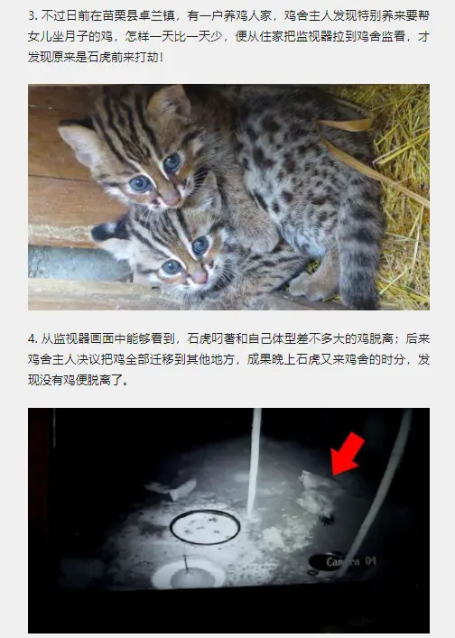 我小猫猫不就吃了你60只鸡吗？！还要给钱？！