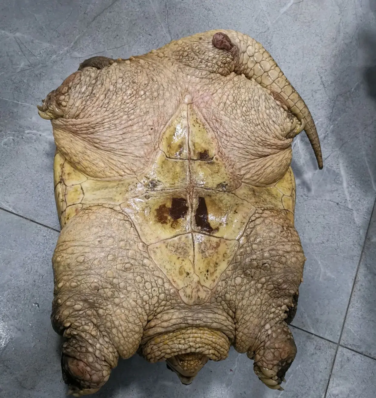 烏龜都要成精了？大爺嘉陵江釣起巨大烏龜，網友卻說：外來貨，不要放
