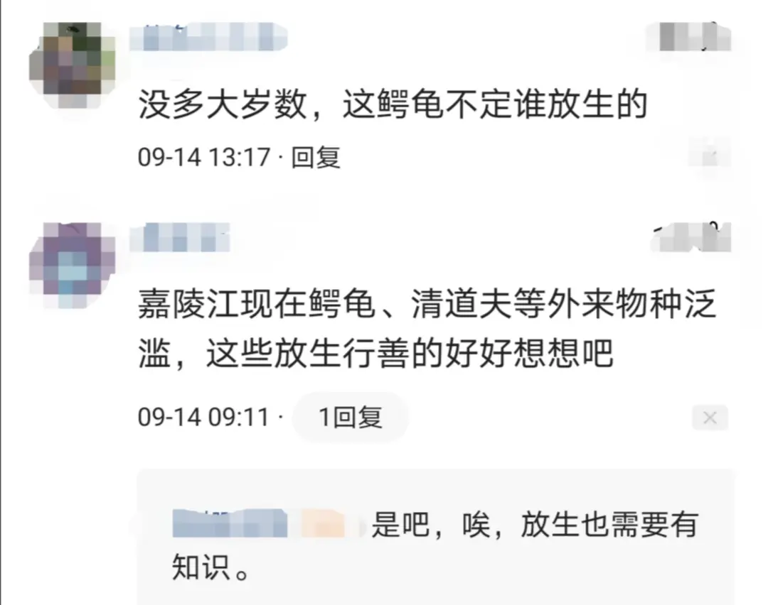 烏龜都要成精了？大爺嘉陵江釣起巨大烏龜，網友卻說：外來貨，不要放