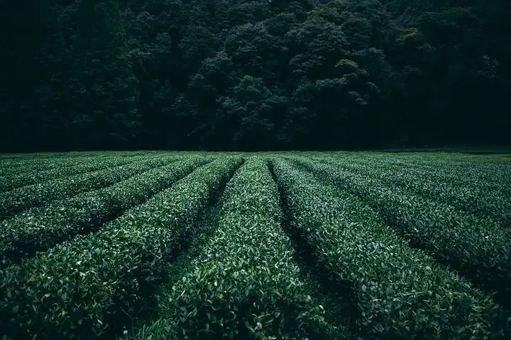 【夜读·中篇小说】那时芳华