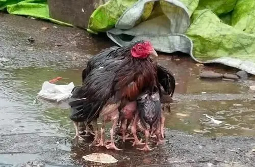 为何喜鹊窝不怕风吹雨淋？喜鹊：都是为了孩子