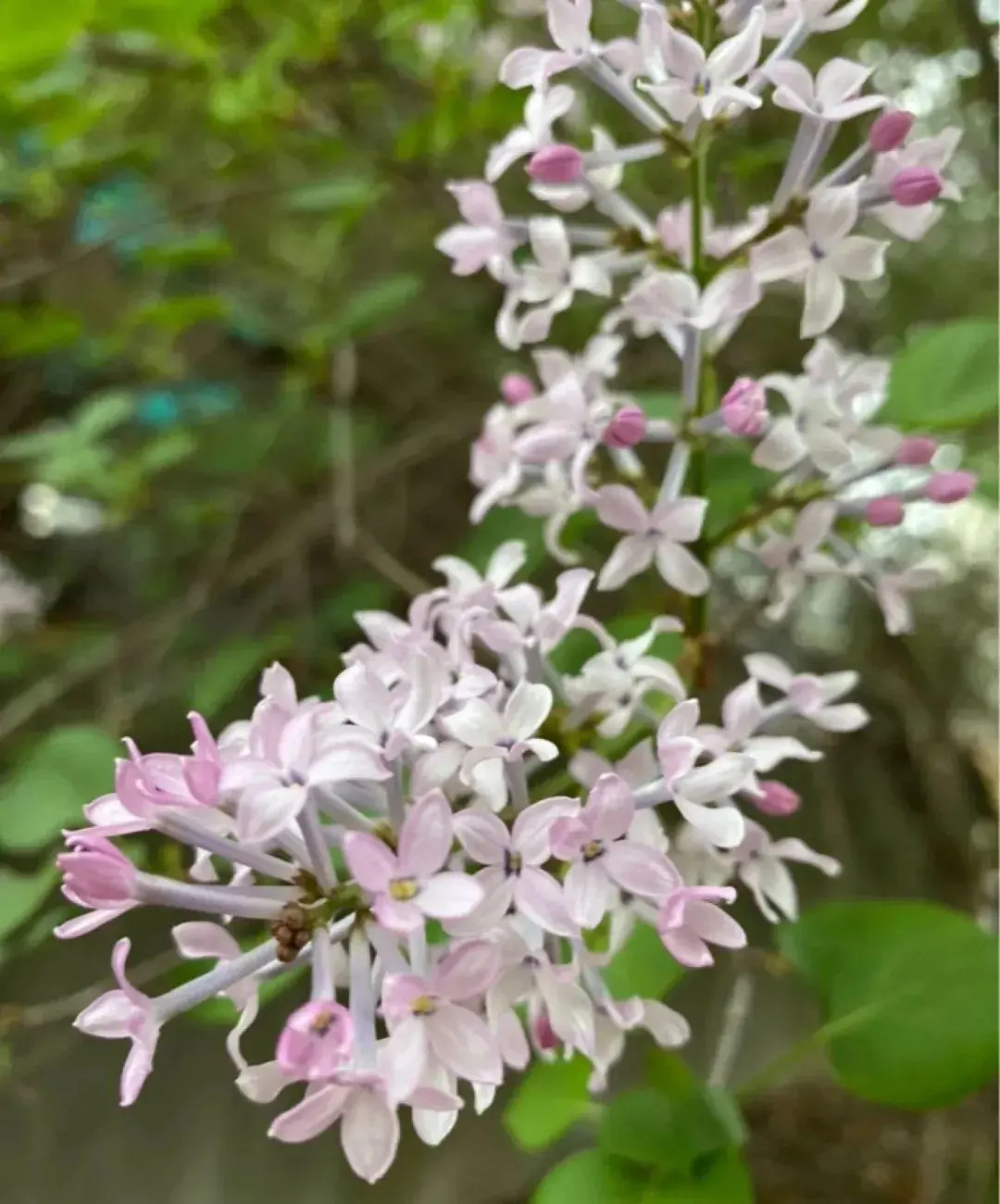 你养的花，暴露你的“性格缺点”，赶紧来测测