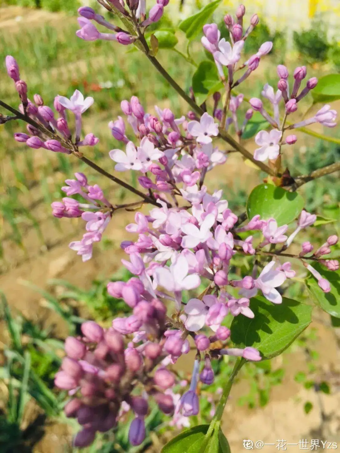 你养的花，暴露你的“性格缺点”，赶紧来测测