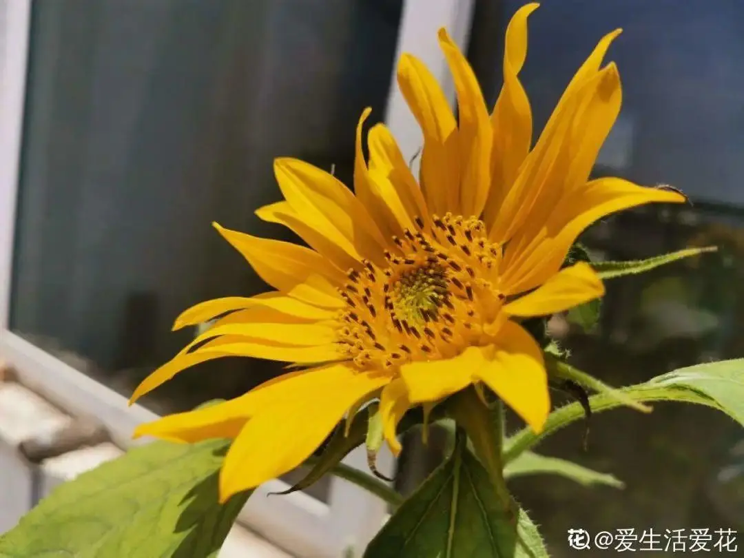 你养的花，暴露你的“性格缺点”，赶紧来测测